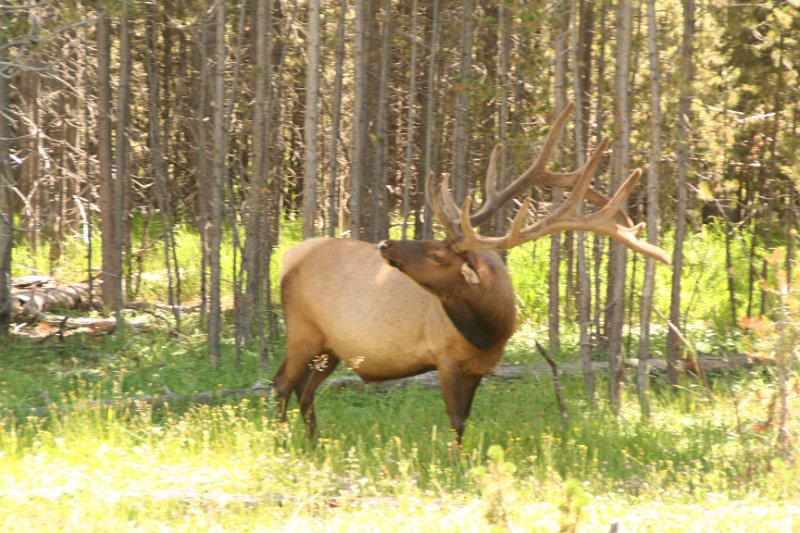 Trip (151).JPG - Elk at Yellowstone National Park Artist Point